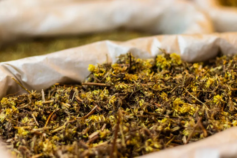 Entre el Copal y el Laboratorio: Remedios Mexicanos que la Ciencia Respalda